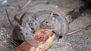 Mice feeding on discarded cake in an urban house garden.
