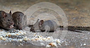 Mice feeding in house garden.