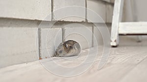 Mice or hamsters run all over floor in house.