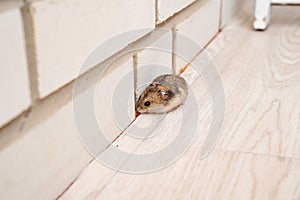 Mice or hamsters run all over floor in house.