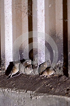 Mice during a mouse plague