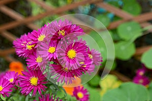 Michaelmas daisies with deep pink petals