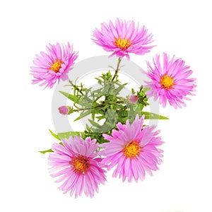 Michaelmas Daisy