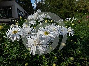 Michaelmas Daisy (Aster dumosus) \'Kristina\' flowering with semi-double yellow eyed white flowers in autums