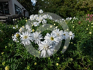 Michaelmas Daisy (Aster dumosus) \'Kristina\' flowering with semi-double yellow eyed white flowers in autums