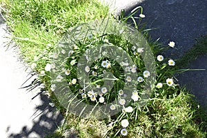 Michaelmas daisy in a grass path