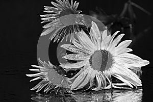 Michaelmas daisy with water drops.