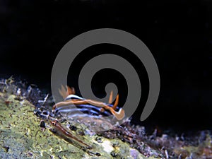 Michel`s Ghost Goby Pleurosicya micheli