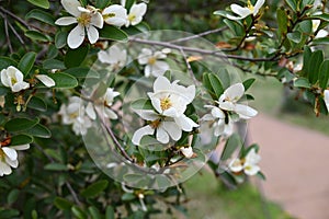 Michelia yunnanensis flowers. Magnoliaceae evergreen tree.