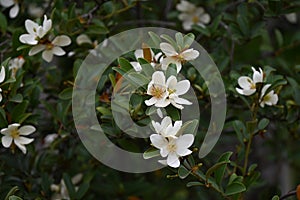 Michelia yunnanensis flowers. Magnoliaceae evergreen tree.