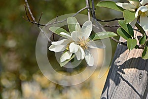 Michelia yunnanensis \'Scented Pearl\' flowers.