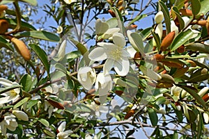 Michelia yunnanensis \'Scented Pearl\' flowers.