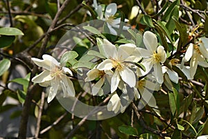 Michelia yunnanensis \'Scented Pearl\' flowers.