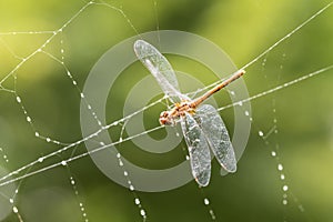 A Dragonfly Caught in a Spiderweb