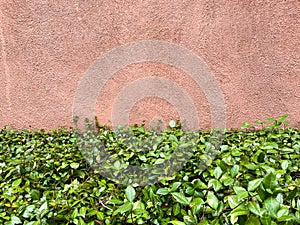 Green Leafy Ground Cover