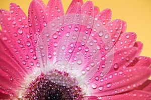 Front View of a Gerbera Daisy