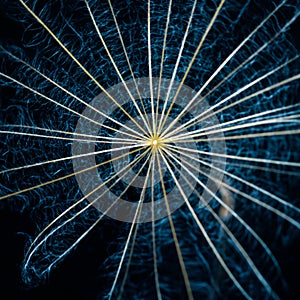 Nature Art - Dandelion Seed Pappus photo