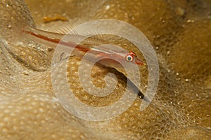 Michels host goby (Pleurosicya micheli)