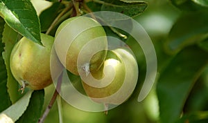 Michigan Apple Tree