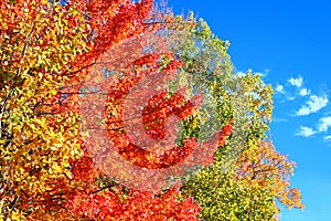 Michigan Autumn Colors