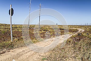 Michigan Forest Fire Aftermath Landscape