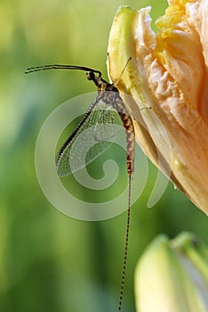 Michigan Mayfly Spinner