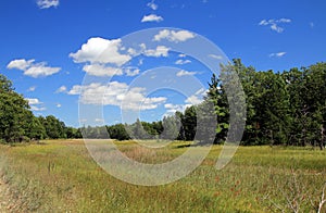 Michigan Meadow