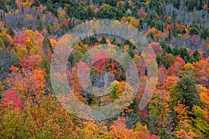 Michigan`s Black river national forest aerial view