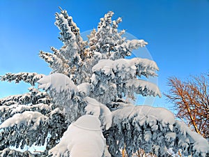 Michigan Snowfall Pine Forest