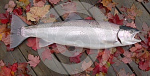 Michigan steelhead