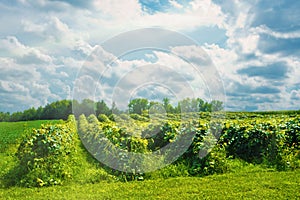 Michigan Vineyard with Sun Rays