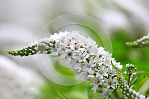 Michigan wild flowers