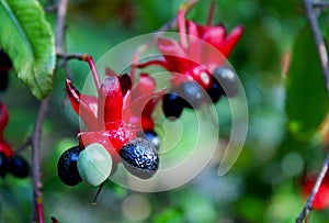 Mickey mouse plant, Birdâ€™s Eye Bush, Ochna kirkii