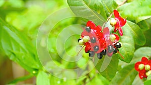 Mickey mouse plant, bud of Mickey mouse flower or ochna serrulata or carnival ochna, birds eye bush in garden