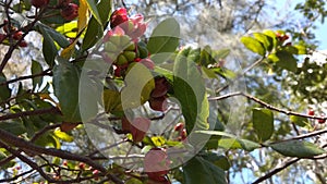 Mickey mouse plant or Carnival bush, with shiny green leaves and flowers blooms