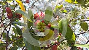 Mickey mouse plant or Carnival bush, with shiny green leaves and flowers blooms