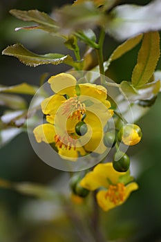 Mickey Mouse plant flowers