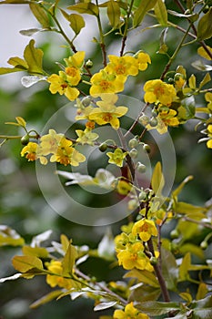 Mickey Mouse plant flowers