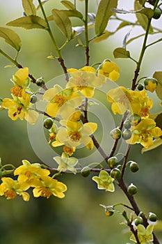 Mickey Mouse plant flowers