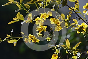 Mickey Mouse plant flowers