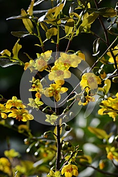 Mickey Mouse plant flowers