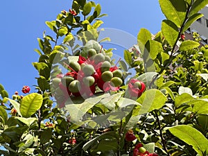 Mickey mouse plant in nature gardren