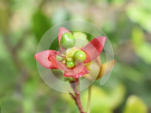 Mickey Mouse Plant Ochna kirkii green seeds and red sepals