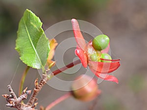 Mickey Mouse Plant Ochna kirkii green seeds and red sepals