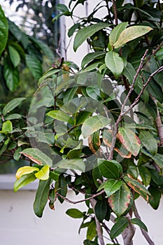 Mickey mouse plant ochna kirkii ochnaceae leaf close up view with tree trunk tropical africa plant