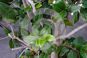 Mickey mouse plant ochna kirkii ochnaceae leaf close up view with tree trunk tropical africa plant