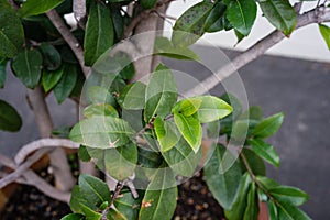 Mickey mouse plant ochna kirkii ochnaceae leaf close up view with tree trunk tropical africa plant