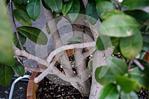 Mickey mouse plant ochna kirkii ochnaceae leaf close up view with tree trunk tropical africa plant