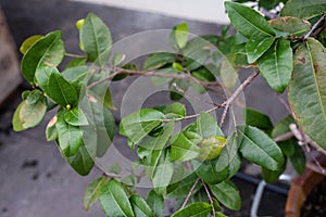 Mickey mouse plant ochna kirkii ochnaceae leaf close up view with tree trunk tropical africa plant