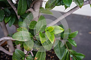 Mickey mouse plant ochna kirkii ochnaceae leaf close up view with tree trunk tropical africa plant